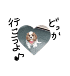 everydaydogs（個別スタンプ：11）