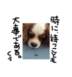 everydaydogs（個別スタンプ：16）