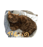 コハ日記（個別スタンプ：1）