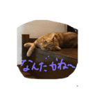 コハ日記（個別スタンプ：3）
