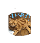 コハ日記（個別スタンプ：4）