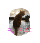 コハ日記（個別スタンプ：16）