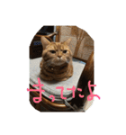 コハ日記（個別スタンプ：20）