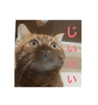 コハ日記（個別スタンプ：23）