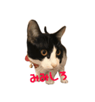 みみしろといっしょ（個別スタンプ：4）