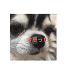 ちっぷとうめ#1（個別スタンプ：10）