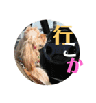 アメコカアシュレイ（個別スタンプ：6）