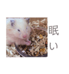 アレックスはハムスター（個別スタンプ：2）