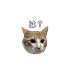 あきぷ（個別スタンプ：1）