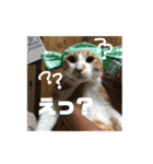 あきぷ（個別スタンプ：4）