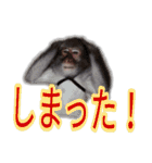 猿でもできる日常会話・敬語スタンプ（個別スタンプ：21）