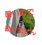 黒柴のなっちゃん～夏用～（個別スタンプ：4）