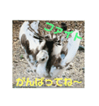 インド孔雀 レオ（個別スタンプ：1）
