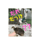 インド孔雀 レオ（個別スタンプ：4）
