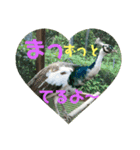 インド孔雀 レオ（個別スタンプ：9）