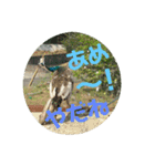 インド孔雀 レオ（個別スタンプ：11）
