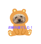 トイプー家族2（個別スタンプ：3）