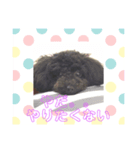 トイプー家族2（個別スタンプ：4）