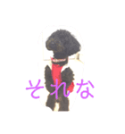 トイプー家族2（個別スタンプ：5）