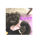 トイプー家族2（個別スタンプ：8）