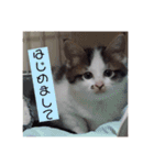 ゆずにゃスタンプ（個別スタンプ：1）
