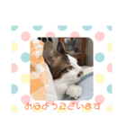 ゆずにゃスタンプ（個別スタンプ：2）