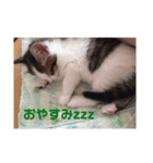ゆずにゃスタンプ（個別スタンプ：3）