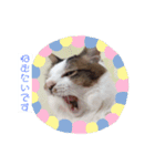 ゆずにゃスタンプ（個別スタンプ：4）