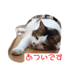 ゆずにゃスタンプ（個別スタンプ：6）