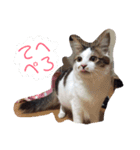 ゆずにゃスタンプ（個別スタンプ：9）