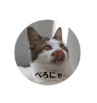 ゆずにゃスタンプ（個別スタンプ：10）