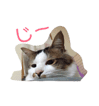 ゆずにゃスタンプ（個別スタンプ：11）