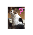 ゆずにゃスタンプ（個別スタンプ：12）