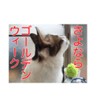 ゆずにゃスタンプ（個別スタンプ：16）