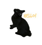 黒猫, ころすけ（個別スタンプ：1）