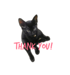 黒猫, ころすけ（個別スタンプ：3）
