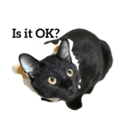 黒猫, ころすけ（個別スタンプ：4）