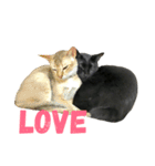 黒猫, ころすけ（個別スタンプ：5）