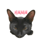 黒猫, ころすけ（個別スタンプ：6）
