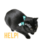 黒猫, ころすけ（個別スタンプ：10）