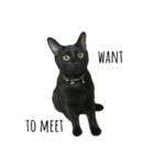 黒猫, ころすけ（個別スタンプ：11）
