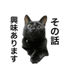 黒猫, ころすけ（個別スタンプ：13）