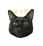 黒猫, ころすけ（個別スタンプ：15）
