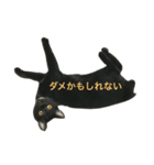 黒猫, ころすけ（個別スタンプ：16）