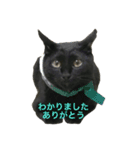 黒猫, ころすけ（個別スタンプ：17）