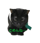 黒猫, ころすけ（個別スタンプ：18）