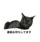 黒猫, ころすけ（個別スタンプ：19）
