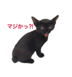 黒猫, ころすけ（個別スタンプ：20）