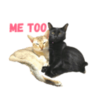 黒猫, ころすけ（個別スタンプ：21）