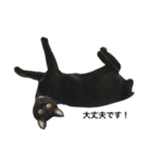 黒猫, ころすけ（個別スタンプ：23）